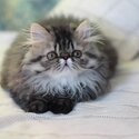 Adorable persian kittens