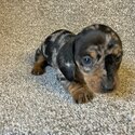 Miniature Dachshund puppies -2