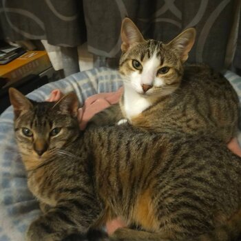 Package deal of kittens 