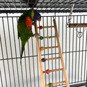 Beautiful Rainbow Lorikeets (PAIR)-2