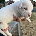 American Bulldog Puppies -3