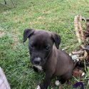 8 beautiful mastiff pitty x pups hun-5