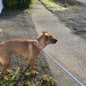 Lovely Rhodesian Ridgeback cross for adoption -1