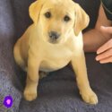 Purebred Golden Labs ( Red Fox)-5