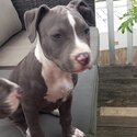 Pure bred blue American Staffordshire pups-1