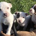 8 of the cutiest Mastiff staffy x pups needing forever home -3