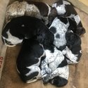 German Shorthaird Points Puppys -2