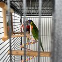 Beautiful Rainbow Lorikeets (PAIR)-4