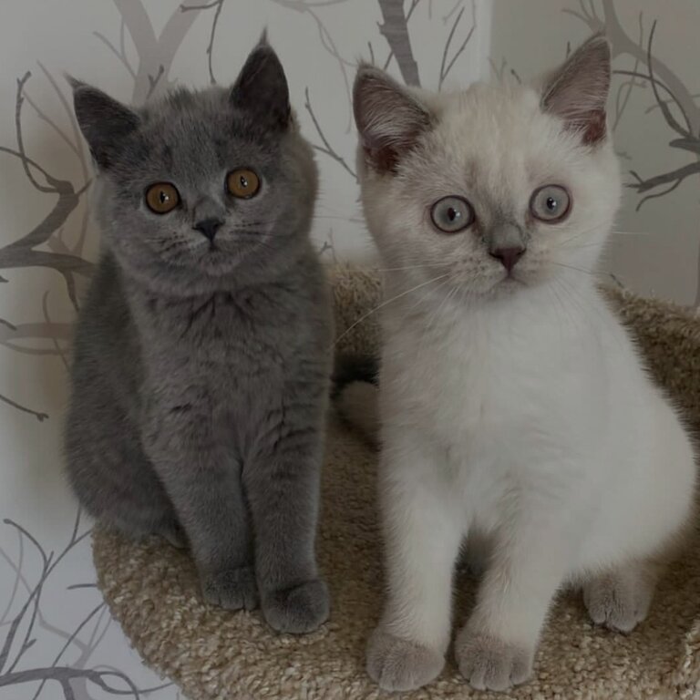 British Shorthair Kittens  available vaccinated 