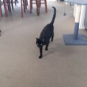 Cat, pure black Burmese