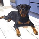 Female Registered Pedigree Rottweiler-3