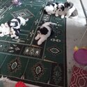 Multize shitzu puppies for sale -2