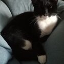 Male 8month old kitten. Black and whilte. Very placid, house trained.-4