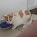 Lost cat needs new home-0