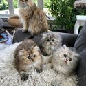PERSIAN KITTENS 