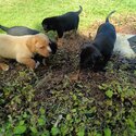 Labrador X springer spaniel puppies -2