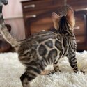 ADORABLE BENGALS-3