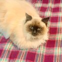 Pure breed Ragdoll-0