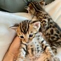 Beautiful bengal kittens available-0