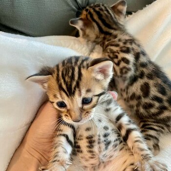 Beautiful bengal kittens available