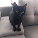 Cat, pure black Burmese