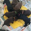 Beautiful Labrador Retriever puppies 