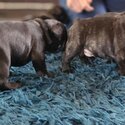 French Bulldog Puppies -2