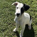 Border collie puppy-0