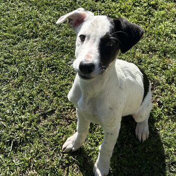 Border collie puppy
