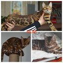 ADORABLE BENGALS-5