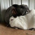 2 adorable rabbits -1