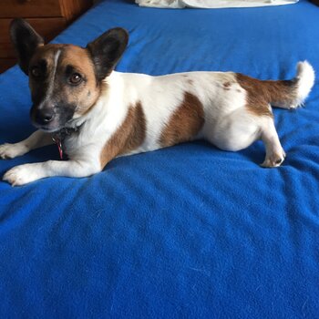 Jack Russell male