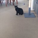 Cat, pure black Burmese
