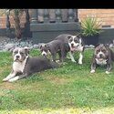 Pure bred blue American Staffordshire pups-5