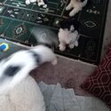 Multize shitzu puppies for sale -0