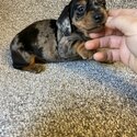 Miniature Dachshund puppies -4