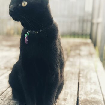 Rosa - Black Domestic Shorthair - Female - Desexed