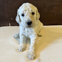 Beautiful Pure Bred Standard Poodles-2