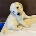 Beautiful Pure Bred Standard Poodles-1