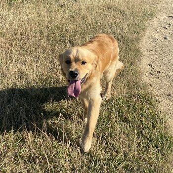 2 year old male Golden Retriever