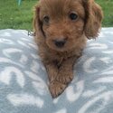 Cavoodle puppies -3