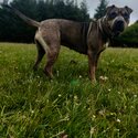 Blu needs a forever home