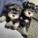 Miniature Schnauzer Puppies 