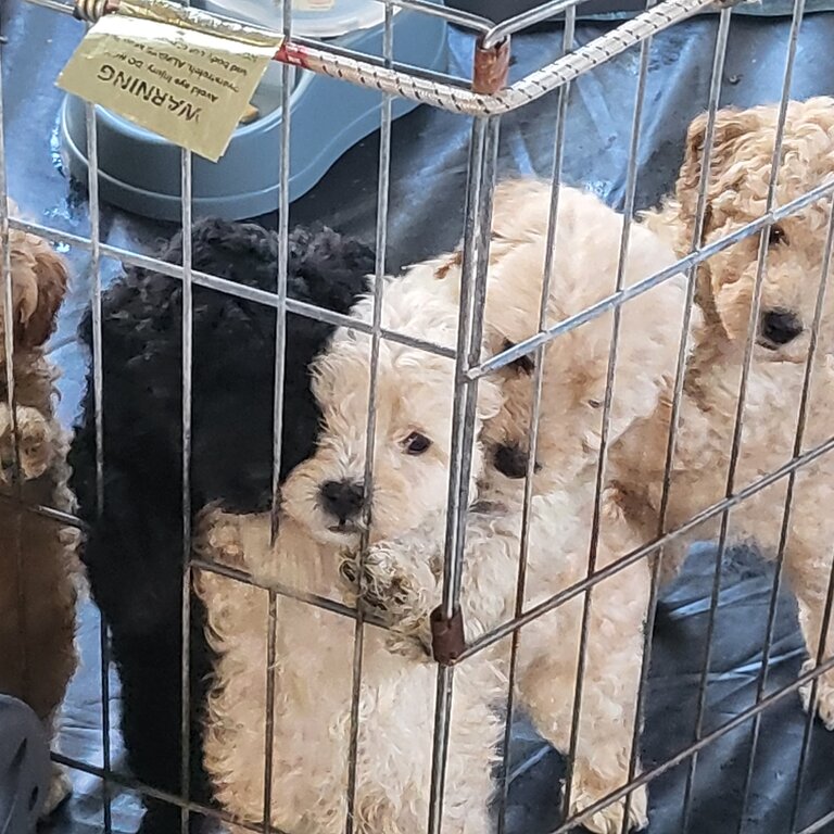 Spoodle puppies 