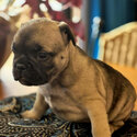 French Bulldog Puppies -1