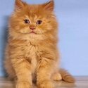 PERSIAN KITTENS 