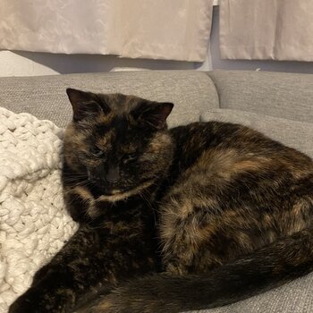 Female tortoiseshell