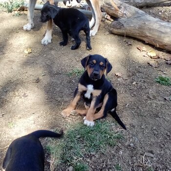 Well bred Handy working dog pups
