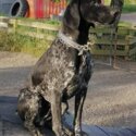 German Shorthaird Points Puppys -1