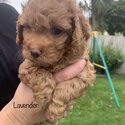 Cavoodle puppies -1